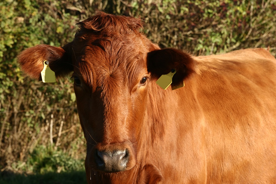 Danish Red