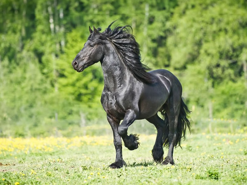 Friesian Atı