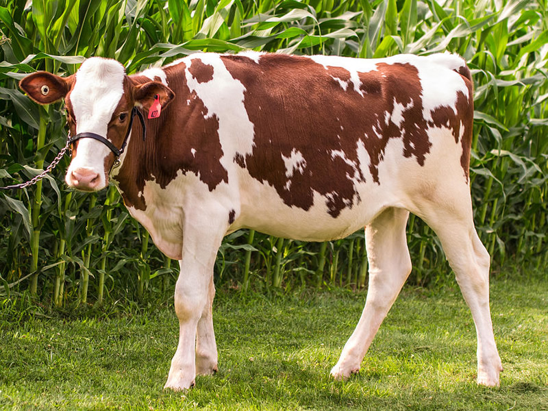 Red Holstein